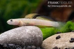 Cebu-Grundel, Sicyopus Cebuensis, 1 Paar -Interaquaristik Verkäufe Sicyopus cebuensis 31