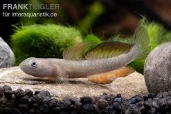 Cebu-Grundel, Sicyopus Cebuensis, 1 Paar -Interaquaristik Verkäufe Sicyopus cebuensis 33