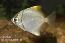 Silberflossenblatt, Monodactylus Argenteus 4 Silberflossenblatt, Monodactylus Argenteus -Interaquaristik Verkäufe Silberflossenblatt Monodactylus argenteus 1