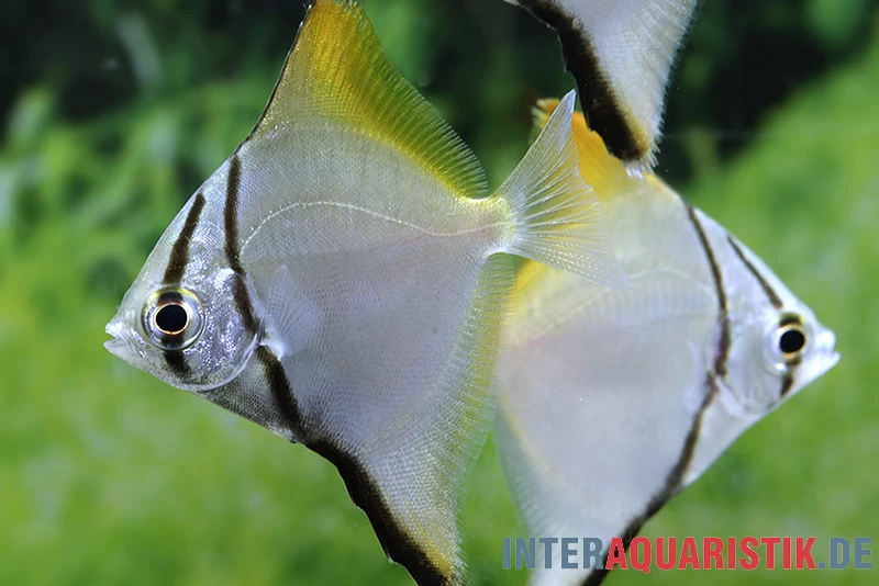 Silberflossenblatt, Monodactylus argenteus Silberflossenblatt, Monodactylus Argenteus -Interaquaristik Verkäufe Silberflossenblatt Monodactylus argenteus 1 1