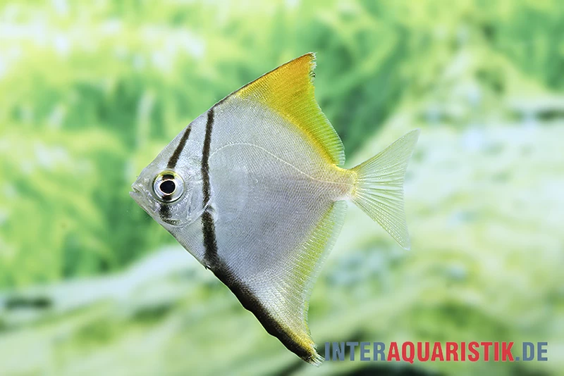 Silberflossenblatt, Monodactylus argenteus Silberflossenblatt, Monodactylus Argenteus -Interaquaristik Verkäufe Silberflossenblatt Monodactylus argenteus 2 1