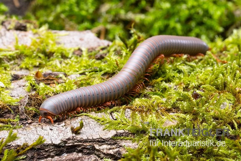 Silberner Tausendfüßer, Aulacobolus unicatus "Silver" Silberner Tausendfüßer, Aulacobolus Unicatus "Silver" -Interaquaristik Verkäufe Silberner Tausendfuesser Aulacobolus unicatus Silver 1