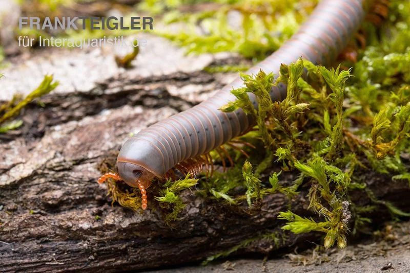 Silberner Tausendfüßer, Aulacobolus unicatus "Silver" Silberner Tausendfüßer, Aulacobolus Unicatus "Silver" -Interaquaristik Verkäufe Silberner Tausendfuesser Aulacobolus unicatus Silver 3