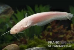 Goldener Flusswels, Silurus Glanis Gold (Kaltwasser) -Interaquaristik Verkäufe Silurus glanis flusswels 1