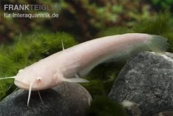 Goldener Flusswels, Silurus Glanis Gold (Kaltwasser) -Interaquaristik Verkäufe Silurus glanis flusswels 2