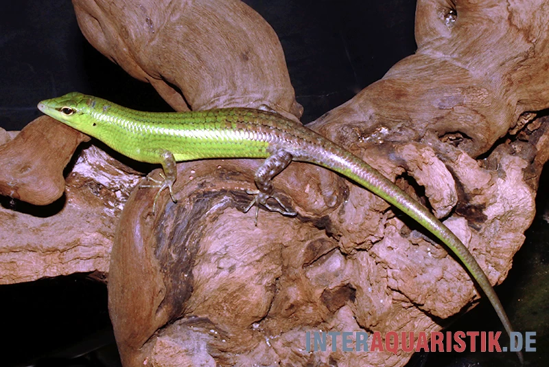 Smaragdgrüner Glanzskink, Lamprolepis smaragdina Smaragdgrüner Glanzskink, Lamprolepis Smaragdina -Interaquaristik Verkäufe Smaragdgruener Glanzskink Lamprolepis smaragdina 1