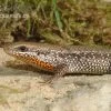 Sonnenskink, Mabuya Macularia -Interaquaristik Verkäufe Sonnenskink Mabuya macularia 1