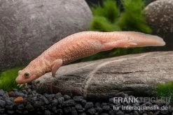 Spanischer Albino-Rippenmolch, Pleurodeles Waltl Albino -Interaquaristik Verkäufe Spanischer Albino Rippenmolch Pleurodeles waltl albino 3