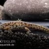 Spanischer Rippenmolch, Pleurodeles Waltl -Interaquaristik Verkäufe Spanischer Rippenmolch Pleurodeles waltl 1