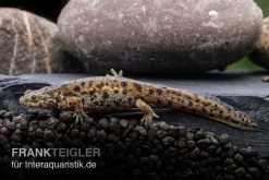 Spanischer Rippenmolch, Pleurodeles Waltl