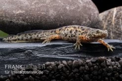 Spanischer Rippenmolch, Pleurodeles Waltl -Interaquaristik Verkäufe Spanischer Rippenmolch Pleurodeles waltl 3