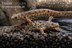 Spanischer Rippenmolch, Pleurodeles Waltl -Interaquaristik Verkäufe Spanischer Rippenmolch Pleurodeles waltl 5