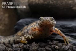Spanischer Rippenmolch, Pleurodeles Waltl -Interaquaristik Verkäufe Spanischer Rippenmolch Pleurodeles waltl 6