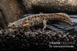 Spanischer Rippenmolch, Pleurodeles Waltl -Interaquaristik Verkäufe Spanischer Rippenmolch Pleurodeles waltl 7
