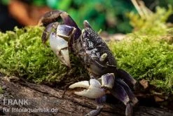 Spider Crab Sp. Blue, Neosarmatium Rotundifrons -Interaquaristik Verkäufe Spider Crab Blue 14