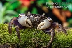 Spider Crab Sp. Blue, Neosarmatium Rotundifrons -Interaquaristik Verkäufe Spider Crab Blue 9