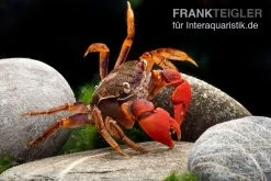 Spider Crab Sp. Extreme Red, Neosarmatium Cf. Meinerti -Interaquaristik Verkäufe Spider Crab Red 12