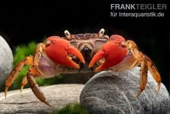 Spider Crab Sp. Extreme Red, Neosarmatium Cf. Meinerti -Interaquaristik Verkäufe Spider Crab Red 14