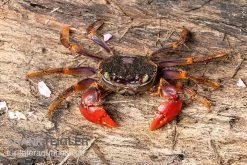 Spider Crab Sp. Extreme Red, Neosarmatium Cf. Meinerti -Interaquaristik Verkäufe Spider Crab Red 3