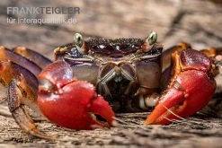 Spider Crab Sp. Extreme Red, Neosarmatium Cf. Meinerti -Interaquaristik Verkäufe Spider Crab Red 7