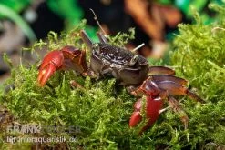 Spider Crab Sp. Extreme Red, Neosarmatium Cf. Meinerti -Interaquaristik Verkäufe Spider Crab Red 8 1