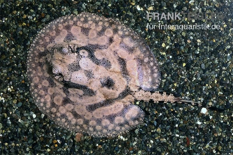 Stachelrochen, Potamotrygon hystrix Stachelrochen, Potamotrygon Hystrix -Interaquaristik Verkäufe Stachelrochen Potamotrygon