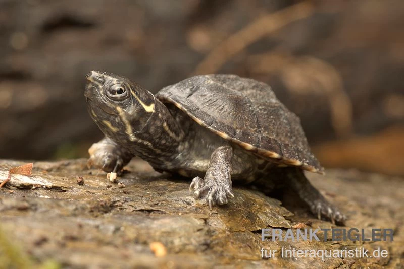 Gewöhnliche Moschusschildkröte, Sternotherus odoratus ENZ Gewöhnliche Moschusschildkröte, Sternotherus Odoratus ENZ -Interaquaristik Verkäufe Sternotherus odoratus Moschusschildkroete