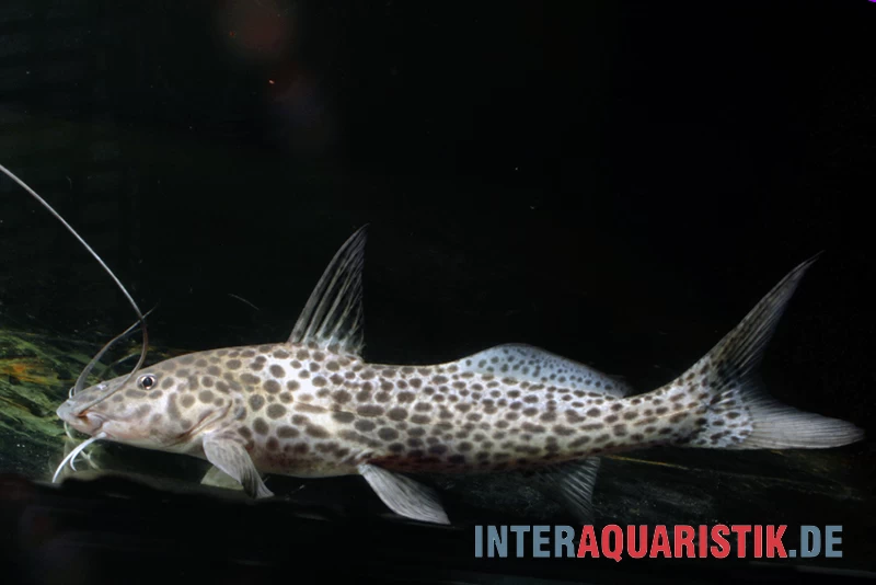 Stier-Antennenwels, Aguarunichthys torosus Stier-Antennenwels, Aguarunichthys Torosus -Interaquaristik Verkäufe Stier Antennenwels Aguarunichthys torosus 1