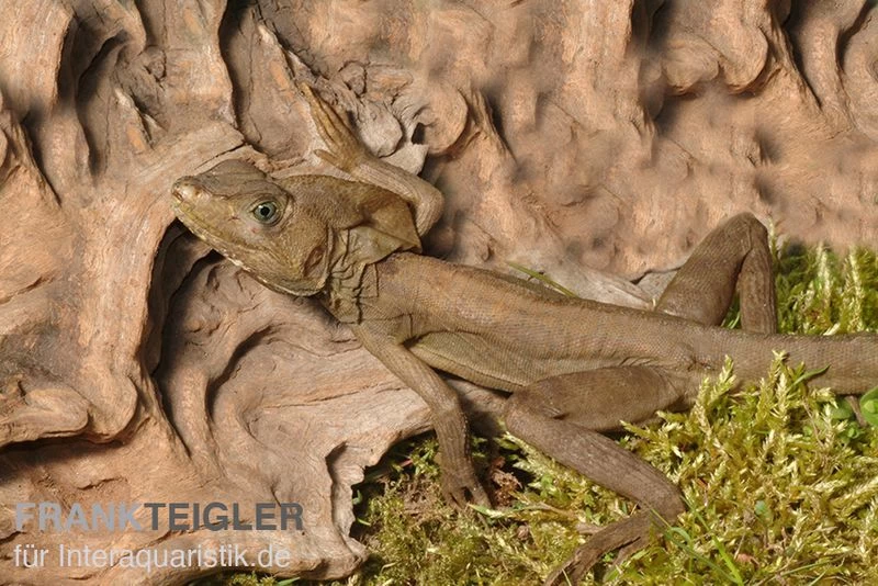 Streifenbasilisk, Basiliscus vittatus Streifenbasilisk, Basiliscus Vittatus -Interaquaristik Verkäufe Streifenbasilisk Basiliscus vittatus 2