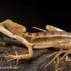 Streifenbasilisk, Basiliscus Vittatus -Interaquaristik Verkäufe Streifenbasilisk Basiliscus vittatus 3