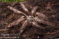 Leopardvogelspinne, Stromatopelma Calceatum XL -Interaquaristik Verkäufe Stromatopelma calceatum 1