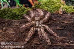 Leopardvogelspinne, Stromatopelma Calceatum XL -Interaquaristik Verkäufe Stromatopelma calceatum 5