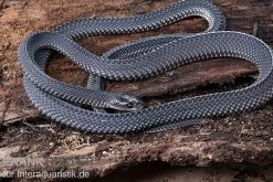 Südliche Feilennatter, Mehelya Capensis -Interaquaristik Verkäufe Suedliche Feilennatter Mehelya capensis 3