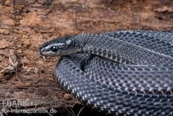 Südliche Feilennatter, Mehelya Capensis -Interaquaristik Verkäufe Suedliche Feilennatter Mehelya capensis 5