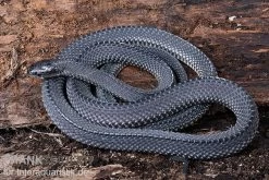 Südliche Feilennatter, Mehelya Capensis -Interaquaristik Verkäufe Suedliche Feilennatter Mehelya capensis 6