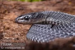 Südliche Feilennatter, Mehelya Capensis -Interaquaristik Verkäufe Suedliche Feilennatter Mehelya capensis 7