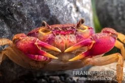 Lila Süßwasserkrabbe, Globithelphusa "indian Lilac" -Interaquaristik Verkäufe Suesswasserkrabbe Globithelphusa indian lilac n3