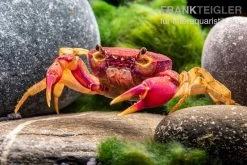 Lila Süßwasserkrabbe, Globithelphusa "indian Lilac" -Interaquaristik Verkäufe Suesswasserkrabbe Globithelphusa indian lilac n4