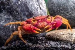 Lila Süßwasserkrabbe, Globithelphusa "indian Lilac" -Interaquaristik Verkäufe Suesswasserkrabbe Globithelphusa indian lilac n5