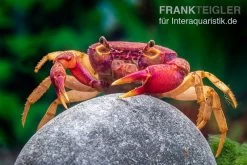 Lila Süßwasserkrabbe, Globithelphusa "indian Lilac" -Interaquaristik Verkäufe Suesswasserkrabbe Globithelphusa indian lilac n6