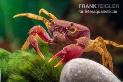 Lila Süßwasserkrabbe, Globithelphusa "indian Lilac" -Interaquaristik Verkäufe Suesswasserkrabbe Globithelphusa indian lilac n7