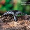 Sumatra-Panzerkopfkäfer, Dorcus Titanus Sumatra -Interaquaristik Verkäufe Sumatra Panzerkopfkaefer Dorcus titanus sumatra 1