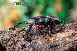 Sumatra-Panzerkopfkäfer, Dorcus Titanus Sumatra -Interaquaristik Verkäufe Sumatra Panzerkopfkaefer Dorcus titanus sumatra 3