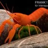 Superorangener Aprikosenkrebs, Cherax Cf. Holthuisi -Interaquaristik Verkäufe Superorangener Aprikosenkrebs Cherax cf holthuisi 01