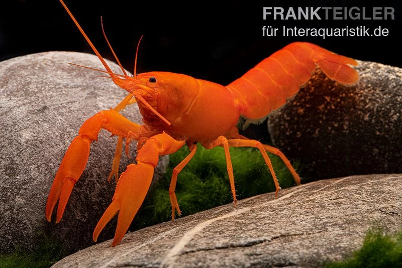 Superorangener Aprikosenkrebs, Cherax cf. holthuisi Superorangener Aprikosenkrebs, Cherax Cf. Holthuisi -Interaquaristik Verkäufe Superorangener Aprikosenkrebs Cherax cf holthuisi 01