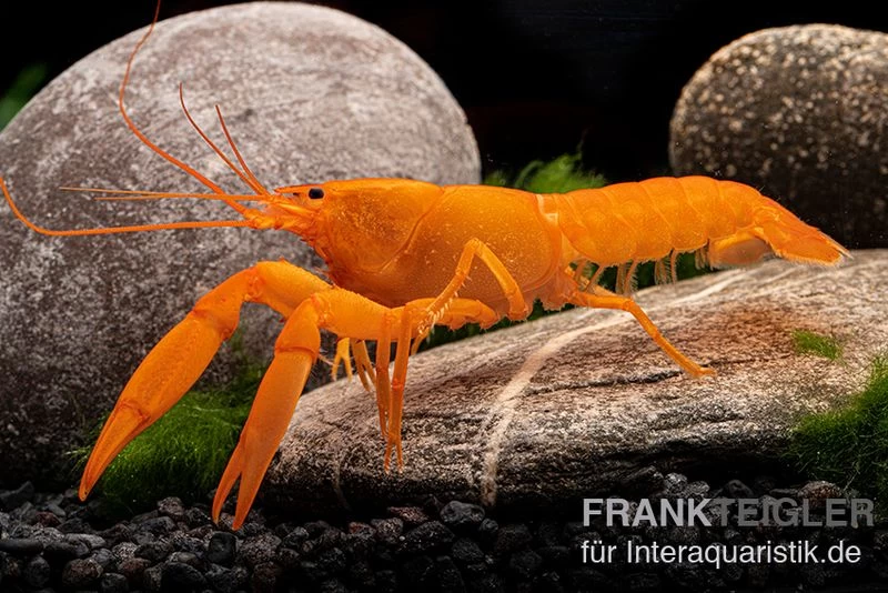 Superorangener Aprikosenkrebs, Cherax cf. holthuisi Superorangener Aprikosenkrebs, Cherax Cf. Holthuisi -Interaquaristik Verkäufe Superorangener Aprikosenkrebs Cherax cf holthuisi 02