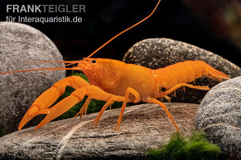 Superorangener Aprikosenkrebs, Cherax cf. holthuisi Superorangener Aprikosenkrebs, Cherax Cf. Holthuisi -Interaquaristik Verkäufe Superorangener Aprikosenkrebs Cherax cf holthuisi 05