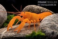 Superorangener Aprikosenkrebs, Cherax Cf. Holthuisi 8 Superorangener Aprikosenkrebs, Cherax Cf. Holthuisi -Interaquaristik Verkäufe Superorangener Aprikosenkrebs Cherax cf holthuisi 07