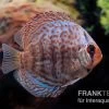 Diskusfisch ASIA-NZ, Symphysodon Discus Blue Dragon