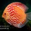 Diskusfisch ASIA-NZ, Symphysodon Discus Red Magic 1 Diskusfisch ASIA-NZ, Symphysodon Discus Red Magic -Interaquaristik Verkäufe Symphysodon aequifasciatus Red Magic